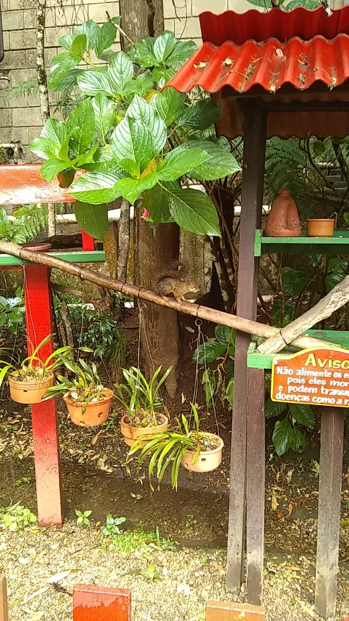 Esquilos em Monte Verde